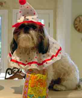 shih-tzu-clown-hat--small-s.jpg